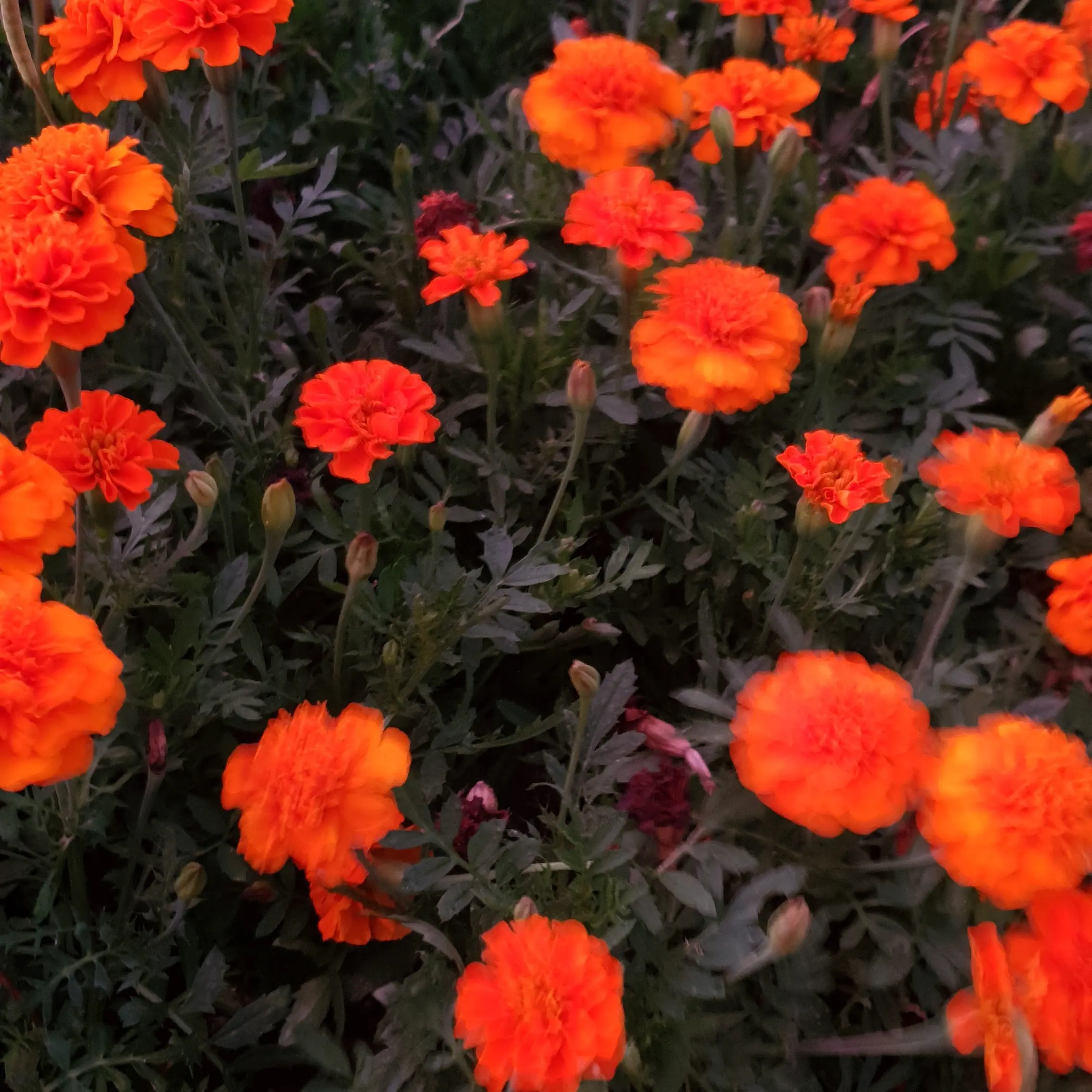 ashkim archive header